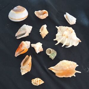Lot Of 12 Fresh Seashells